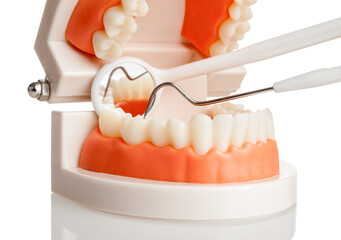 The model of the jaw on which the oral cavity is examined using a probe and a dental mirror, caries prevention, oral health