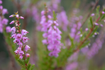 lavender flowers