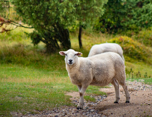 Obraz premium sheep in a field