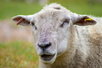 close up of a sheep