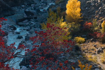 Fototapeta na wymiar Red and Orange Autumn Leaves Background. Nature shot.