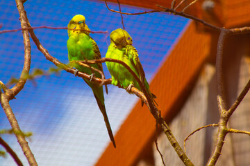 yellow and green parrot