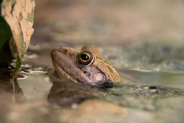 frog in the pond