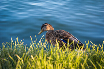 Duck at the edge of lake
