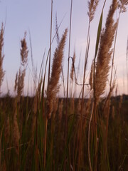 Obraz premium Reeds at beautiful sunset sky