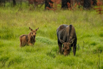 grazing in the meadow