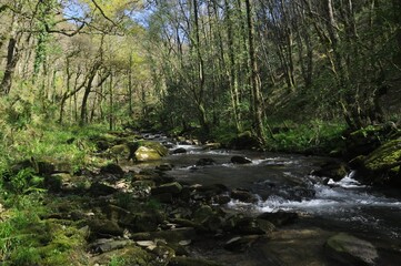 Curso de un río gallego en un área boscosa y montañosa