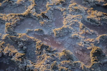 Traces in the salt clay on the lake Sasyk Sivash