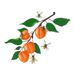 Apricot branch with wasps flying around, drawn in a cartoon style. Stock vector illustration isolated on a white background.