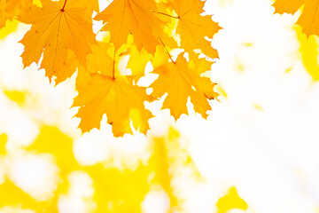 Fototapeta na wymiar Autumn yellow leaves. Autumn colorful background, fall backdrop. Golden autumn concept
