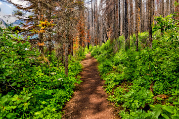 Views along the shores and trails of Cameron Lake in Waterton Alberta