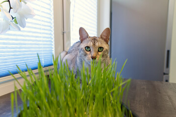 a pet cat sitting behind fresh grass on the table. Silver Bengal spotted cat close up