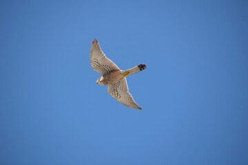 seagull in flight