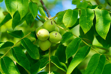 A Few Green walnuts growing on a tree. close up