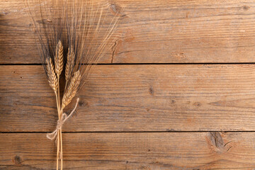 Wheat italian variety Senatore Cappelli grain ear or rye spike plant on brown wood background,...