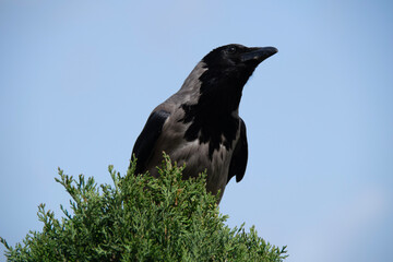 raven on a branch