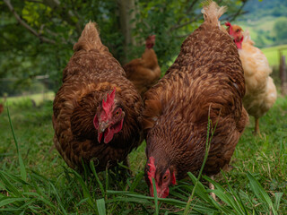 Ecologic chicken in the farm