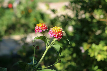 Close up view of pink and yellow colored lantana camara flowers and green leaves with a blurred background. Selective focus.