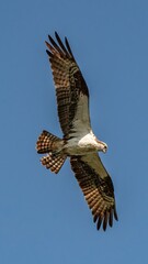 An ospray glides over a pond ready to dive and catch a fish