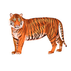 Amur tiger is walking isolated on a white background. Vector tiger side view. Endangered animal
Animals of Asia. Panthera tigris. Big cats. Predatory mammals.