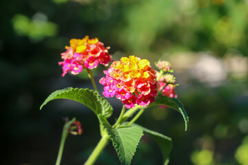 Close up view of pink and yellow colored lantana camara flowers and green leaves with a blurred background. Selective focus.