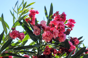 Beautiful view of pink oleander flowers and green leaves with blue sky in the background. Selective focus.