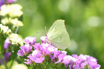 Naklejka premium Yellow butterfly sitting on purple statice flower in garden closeup background
