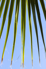 Close up view of palm leaves from the below with blue sky in the background. Palm tree background. Selective focus.