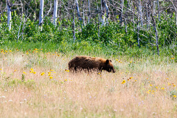 Brown bear walking through tall grass in Waterton Alberta