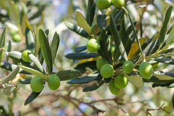 Green olives and leaves on the tree branch with blurred background. Selective focus. 
