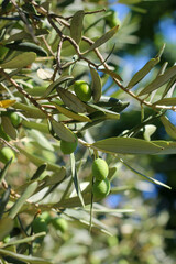 Green olives and leaves on the tree branch with blurred background. Selective focus. 