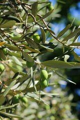 Green olives and leaves on the tree branch with blurred background. Selective focus. 