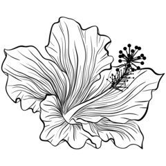 Hibiscus flower head isolated on white background. Vector illustration in line art style. Hand drawn botanical picture. Coloring book, card, print, label. Doodle art