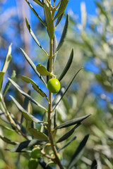 Green olives and leaves on the tree branch with blurred background. Selective focus. 