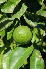 Immature green mandarin growing on the tree. Close up view of green tangerine with green leaves on the branch. Selective focus.