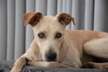 Close up Light-haired dog lying on a puff in the living room on gray curtain background. Domestic...