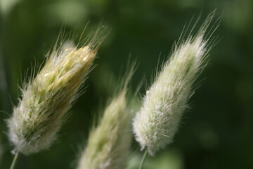 Closeup of bristle grass growing on meadow background