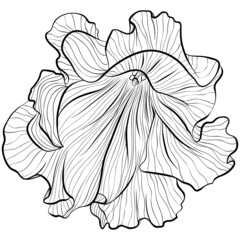 Petunia flower head isolated on white background. Vector illustration in line art style. Hand drawn botanical picture. Coloring book, card, print, label