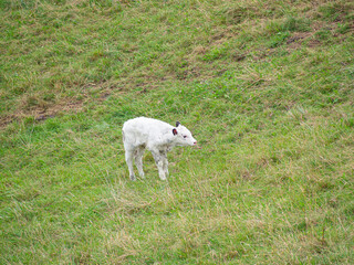 Ternerito blanco recién nacido en medio del campo verde  en Oyambre, Cantabria, en el verano de 2020