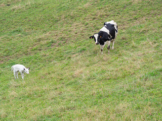 Vaca blanca y negra con su ternerito blanco recién nacido mirando a la cámara en Oyambre, Cantabria, en el verano de 2020