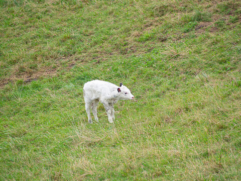 Ternerito blanco reci&eacute;n nacido en medio del campo verde  en Oyambre, Cantabria, en el verano de 2020