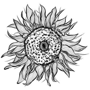Sunflower flower head isolated on white background. Vector illustration in line art style. Hand drawn botanical picture. Coloring book, card, print, label. Front view