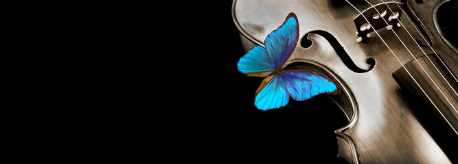 violin isolated on black closeup. beautiful blue butterfly morpho on violin. music concept. copy spaces