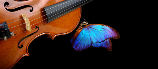 violin isolated on black closeup. beautiful blue butterfly morpho on violin. music concept. copy spaces © Oleksii