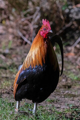 Red Junglefowl Rooster Watching Over His Territory