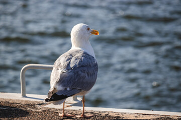 European herring gull (Larus argentatus)