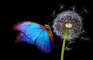 bright blue morpho butterfly on dandelion seeds isolated on black. close up. blue butterfly on...