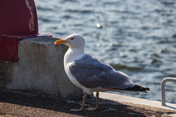 European herring gull (Larus argentatus)