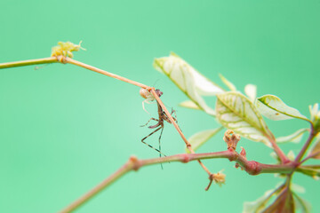 Uma aranha sobre uma planta, comendo um louva-a-deus, com fundo verde claro.