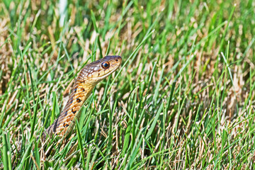 Fototapeta premium A small garter snake, Thamnophis sirtalis, sticks its head up above the grass in a Massachusetts garden.